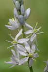 Atlantic camas